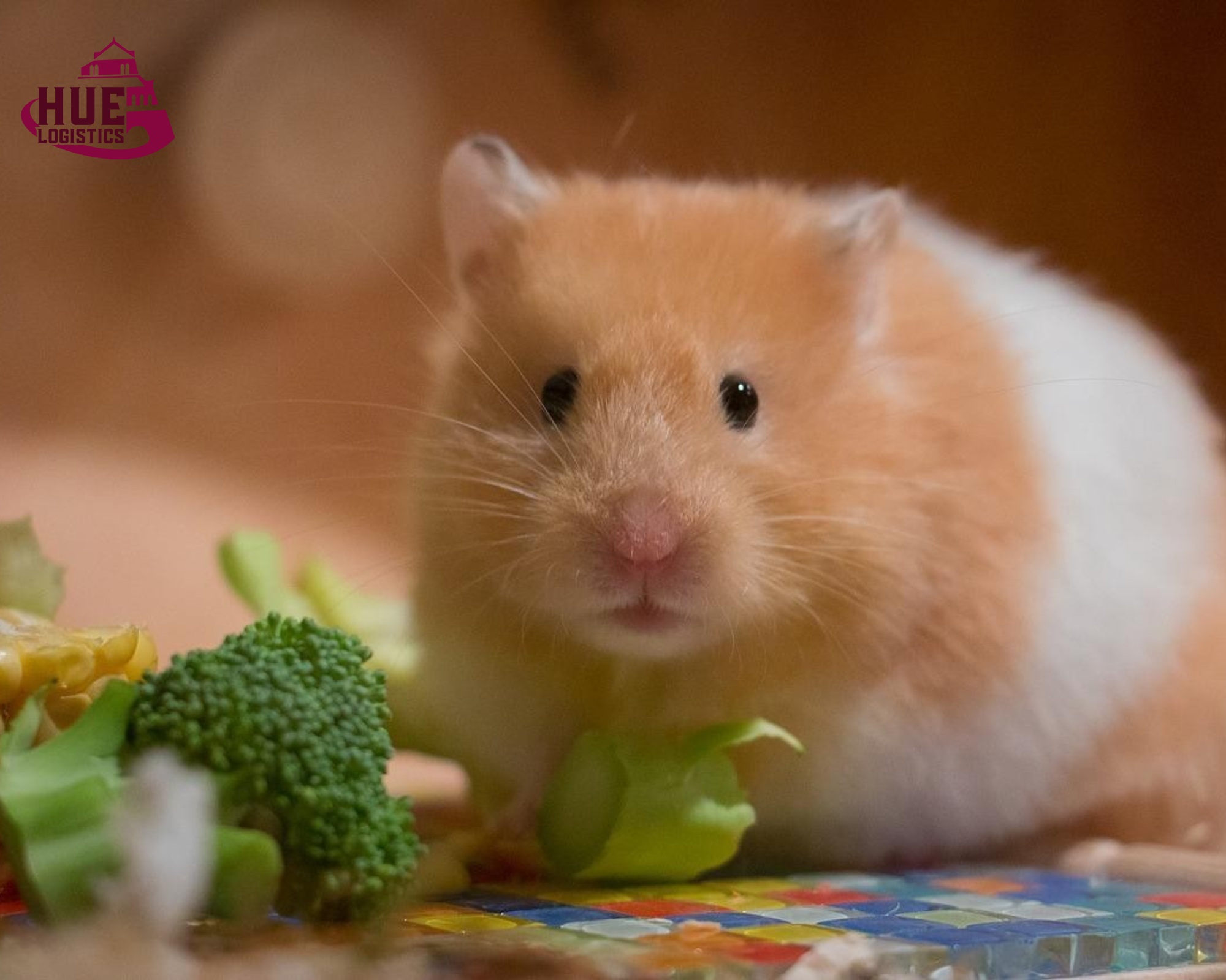 Vận Chuyển Chuột Hamster Từ Sài Gòn Ra Hà Nội An Toàn, Nhanh Chóng 