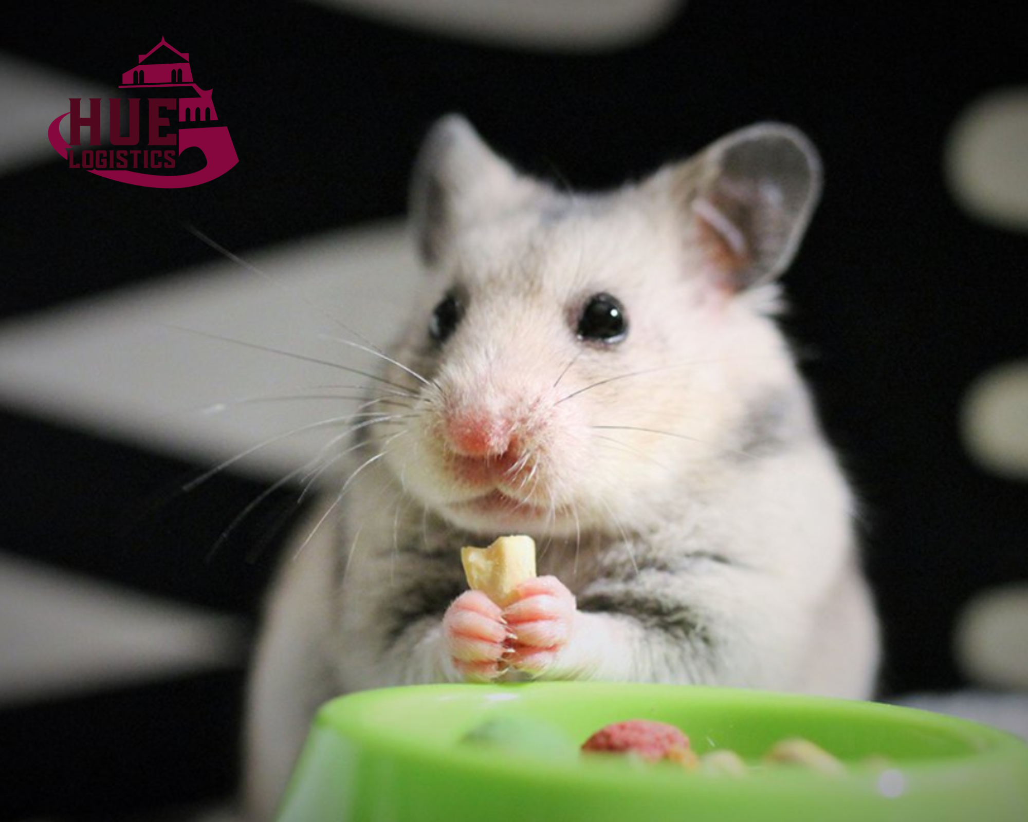 Vận Chuyển Chuột Hamster Từ Sài Gòn Ra Hà Nội An Toàn, Nhanh Chóng 