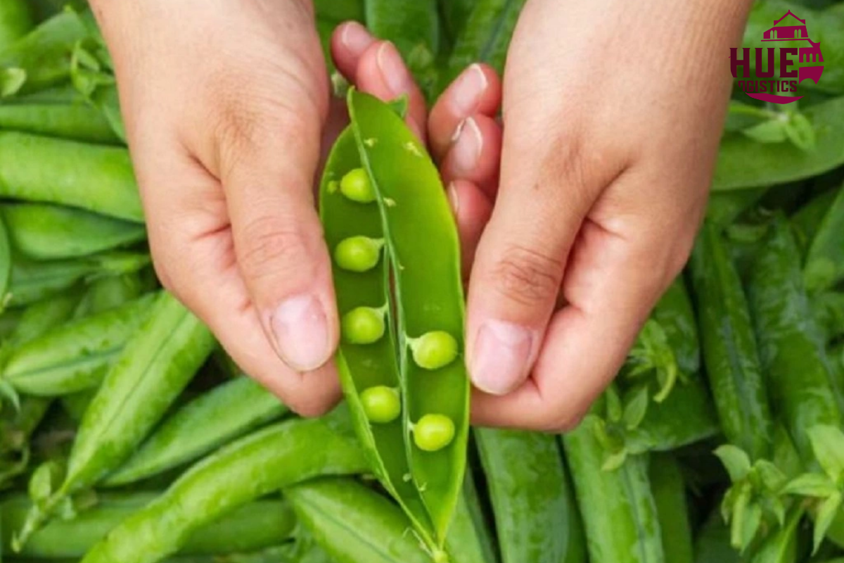 Chuyển phát nhanh đậu xanh từ Huế đi Hàn Quốc an toàn Chuyển phát nhanh đậu xanh từ Huế đi Hàn Quốc an toàn