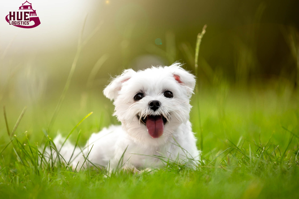 Chăm Sóc Thú Cưng: Hướng Dẫn Toàn Diện Cho Chủ Pet