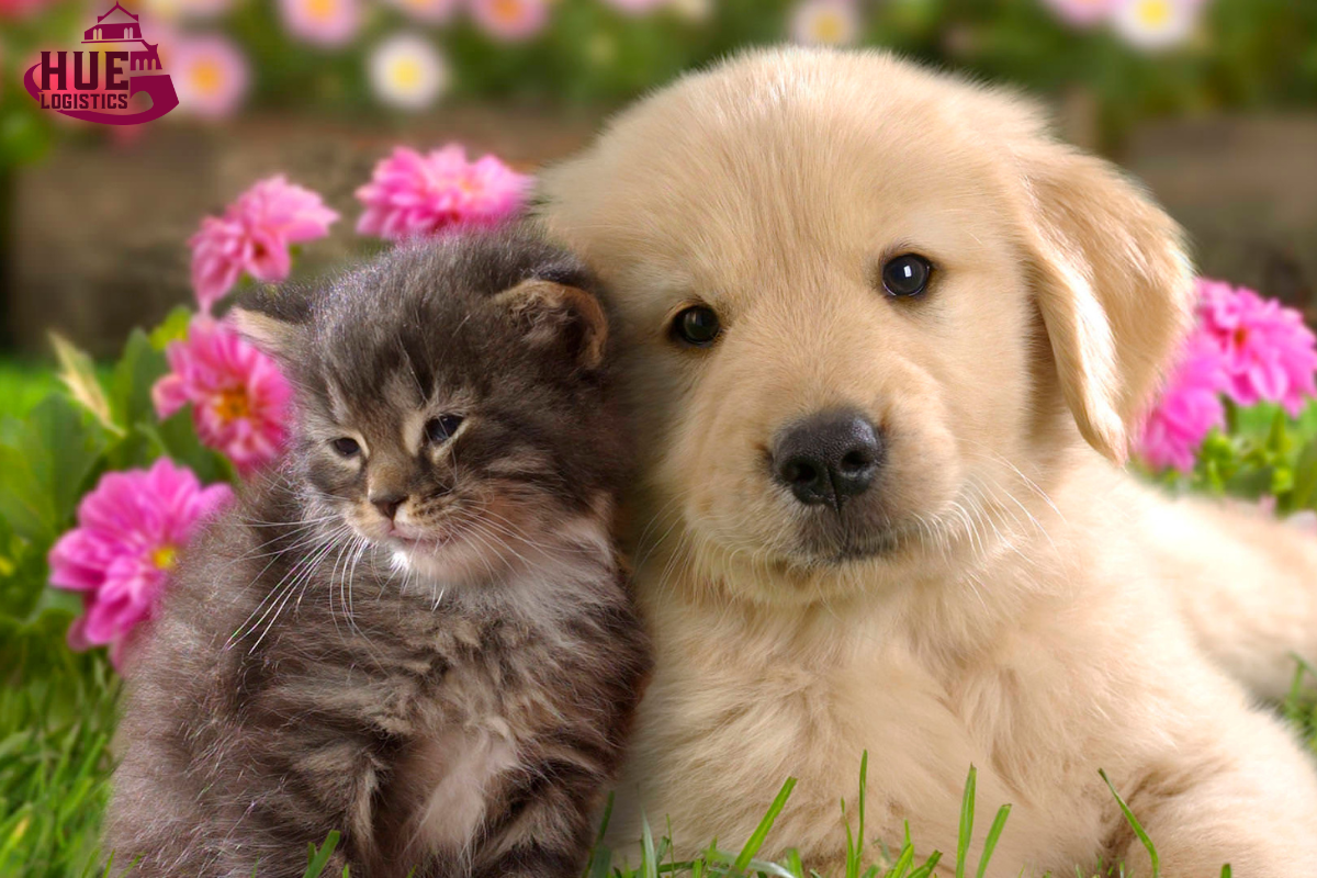 Chăm Sóc Thú Cưng: Hướng Dẫn Toàn Diện Cho Chủ Pet