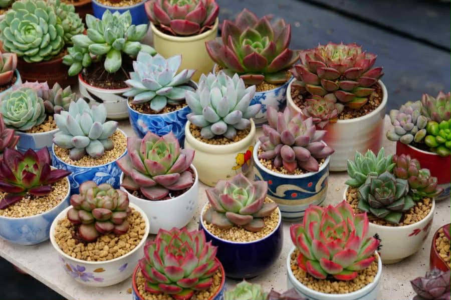 Dịch vụ vận chuyển cây sen đá từ Sài Gòn đến Huế Dịch vụ vận chuyển cây sen đá từ Sài Gòn đến Huế