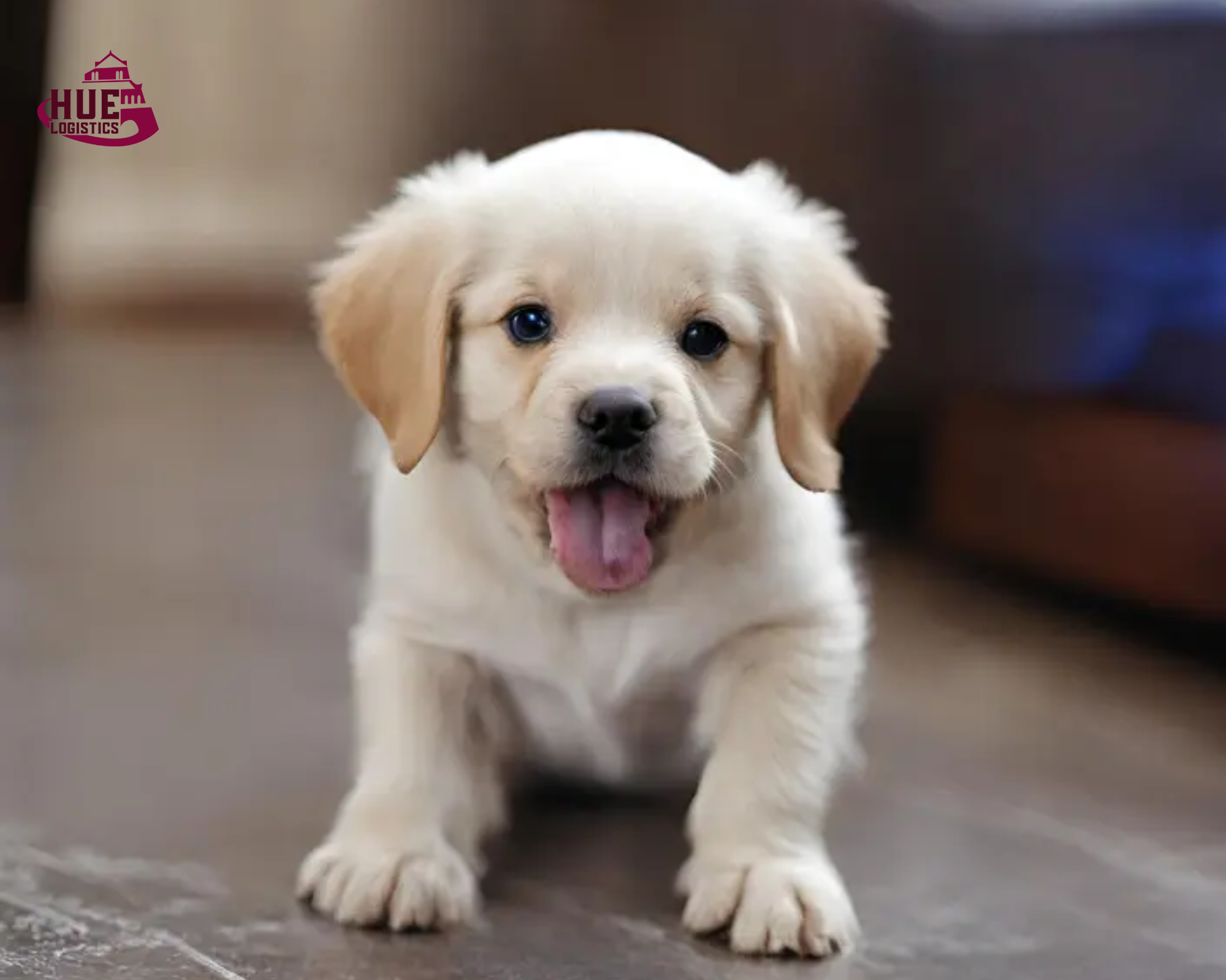 Dịch Vụ Vận Chuyển Cún Đi Campuchia – An Toàn, Nhanh Chóng & Thủ Tục Chuẩn Quốc Tế