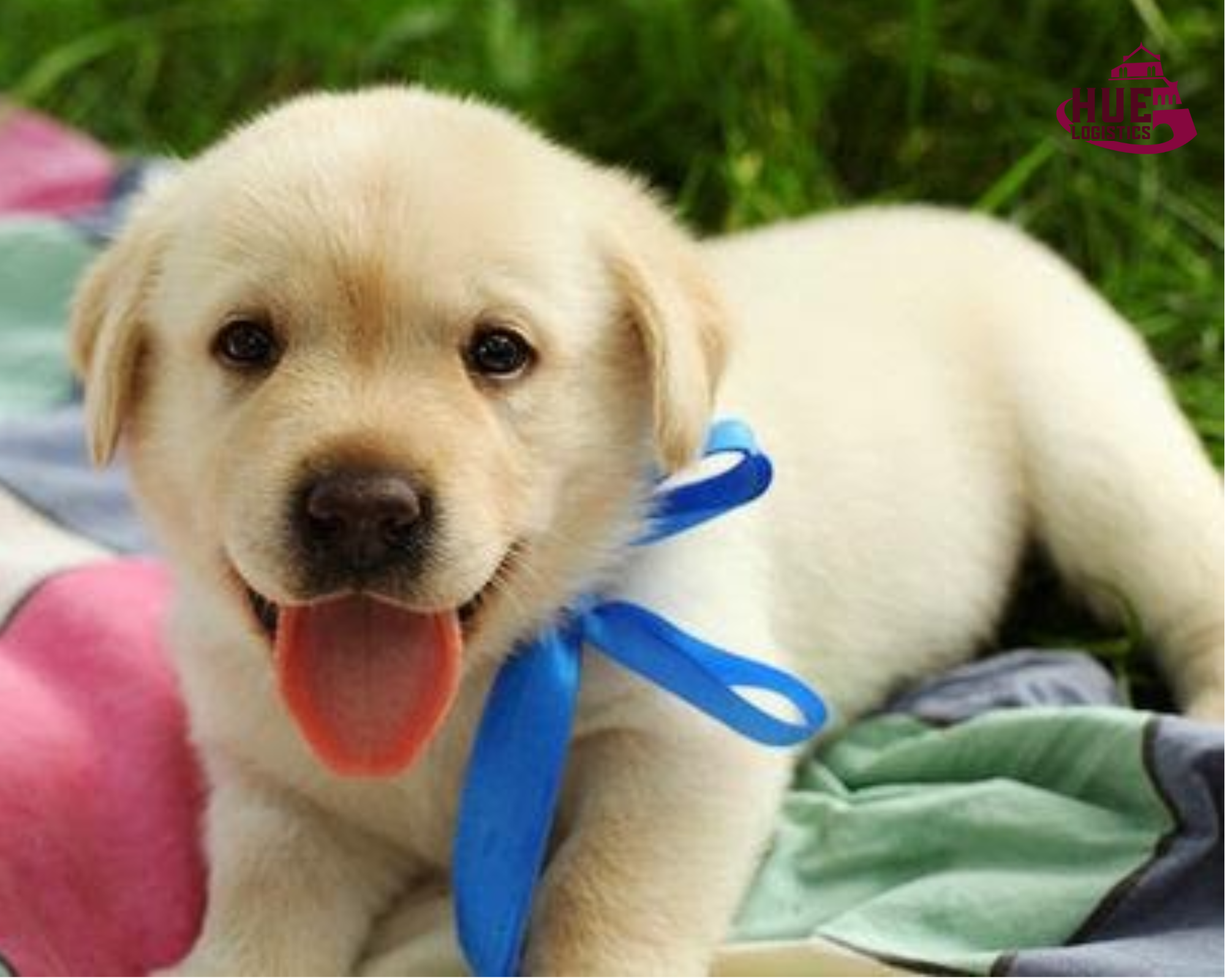 Dịch Vụ Vận Chuyển Cún Đi Campuchia – An Toàn, Nhanh Chóng & Thủ Tục Chuẩn Quốc Tế