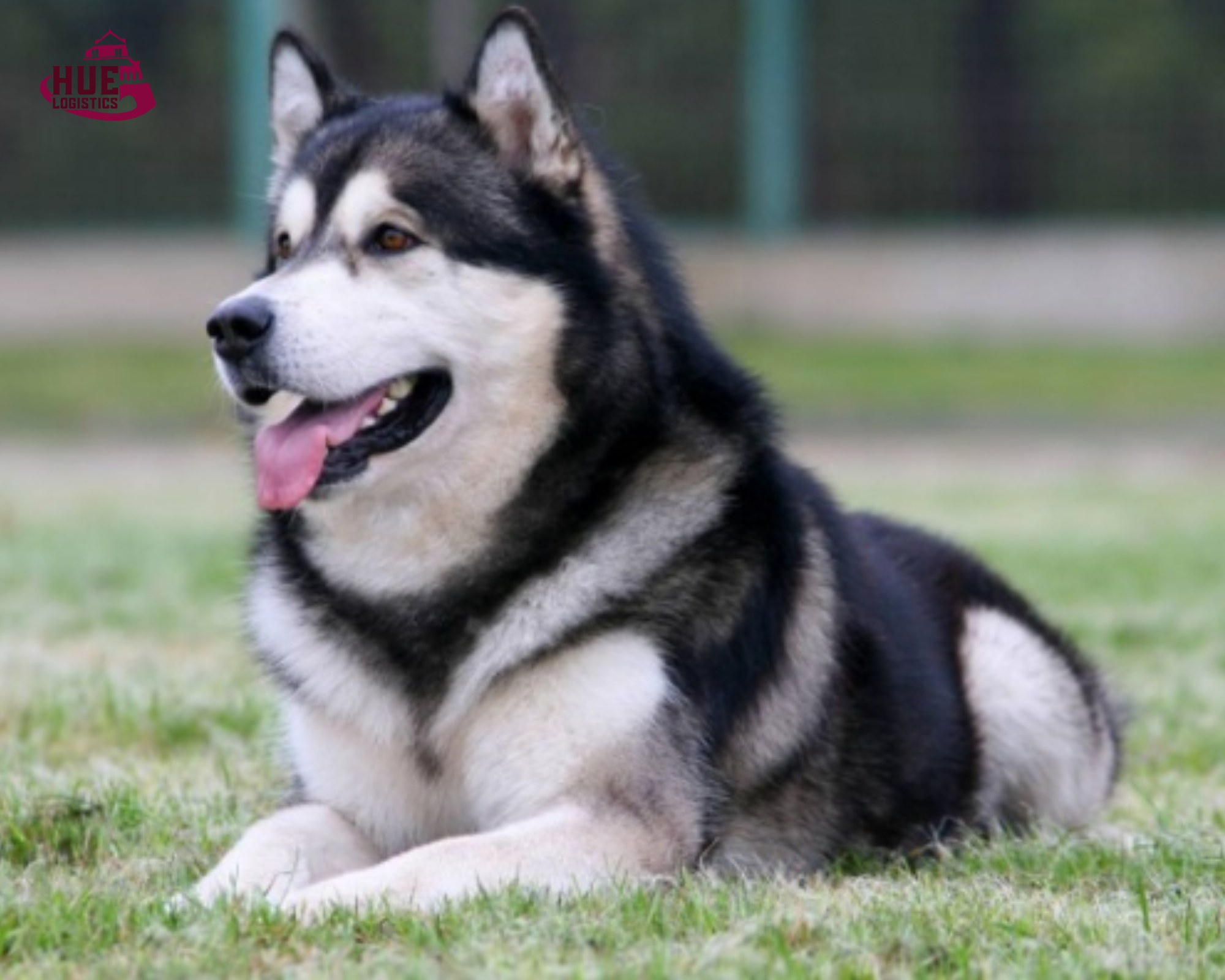 Dịch Vụ Mua Hộ Cún Từ Trung Quốc Về Hà Nội – Uy Tín, An Toàn, Thủ Tục Nhanh Chóng Dịch Vụ Mua Hộ Cún Từ Trung Quốc Về Hà Nội – Uy Tín, An Toàn, Thủ Tục Nhanh Chóng