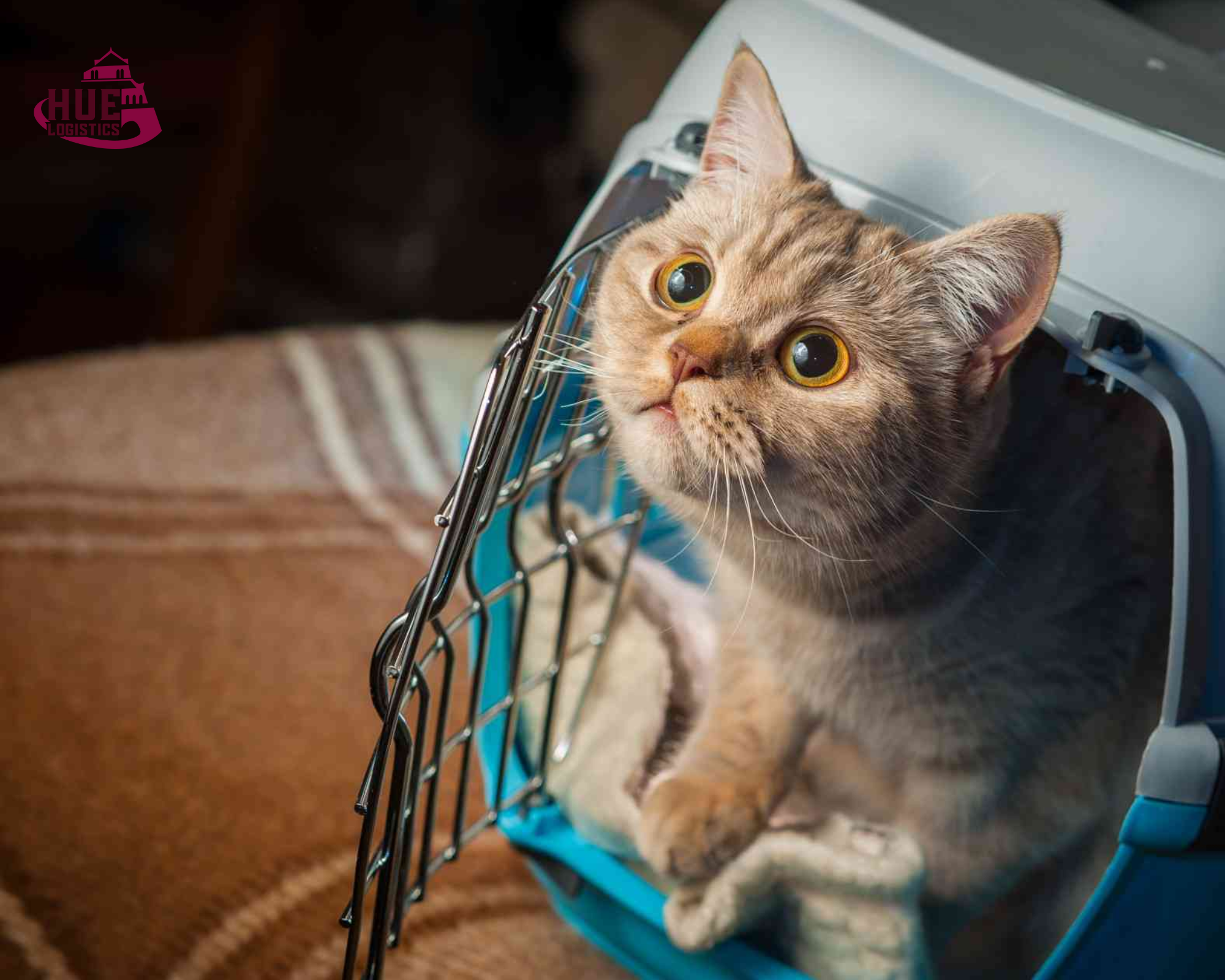 Dịch Vụ Vận Chuyển Thú Cưng Bằng Tàu Từ Bắc Vào Nam – An Toàn, Tiện Lợi, Chi Phí Tối Ưu Dịch Vụ Vận Chuyển Thú Cưng Bằng Tàu Từ Bắc Vào Nam – An Toàn, Tiện Lợi, Chi Phí Tối Ưu