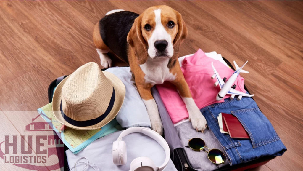 Di Chuyển Thú Cưng Yêu Quý Giá Rẻ, An Toàn Cùng HUELOGISTICS Di Chuyển Thú Cưng Yêu Quý Giá Rẻ, An Toàn Cùng HUELOGISTICS