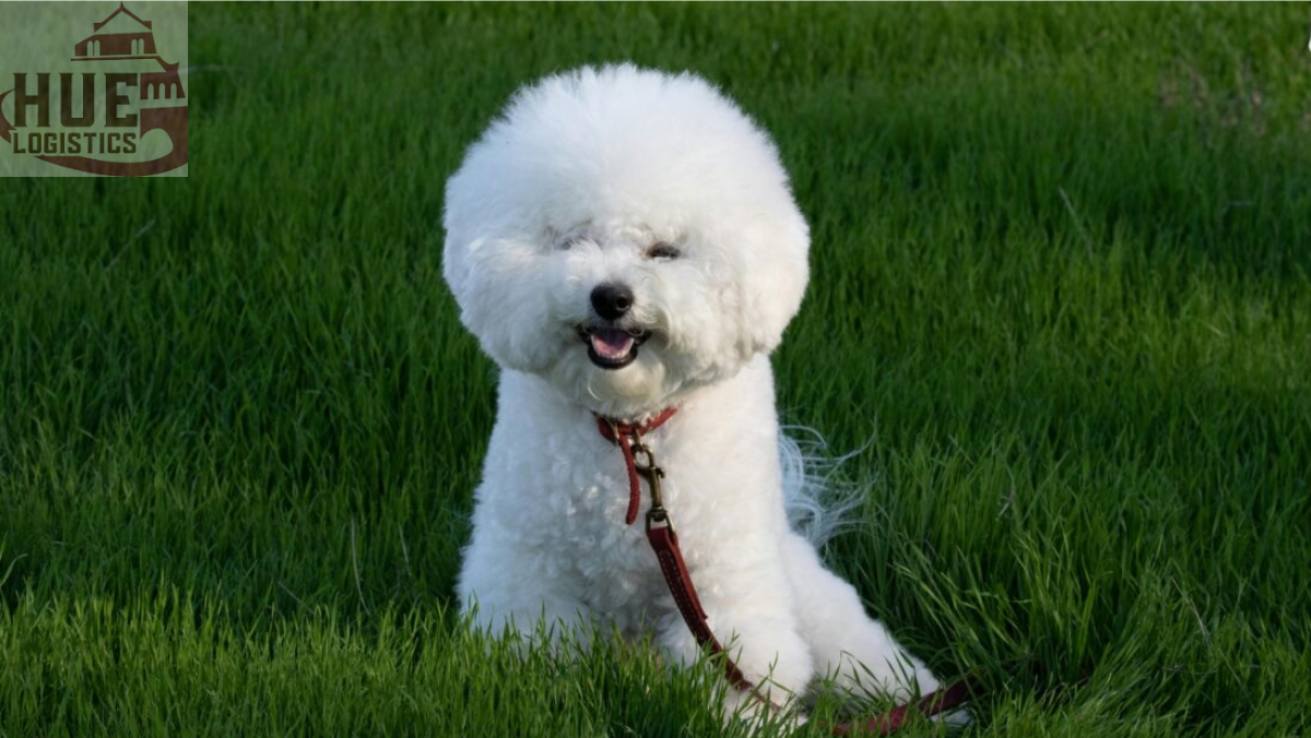 Chó Bichon Frise Chó Bichon Frise