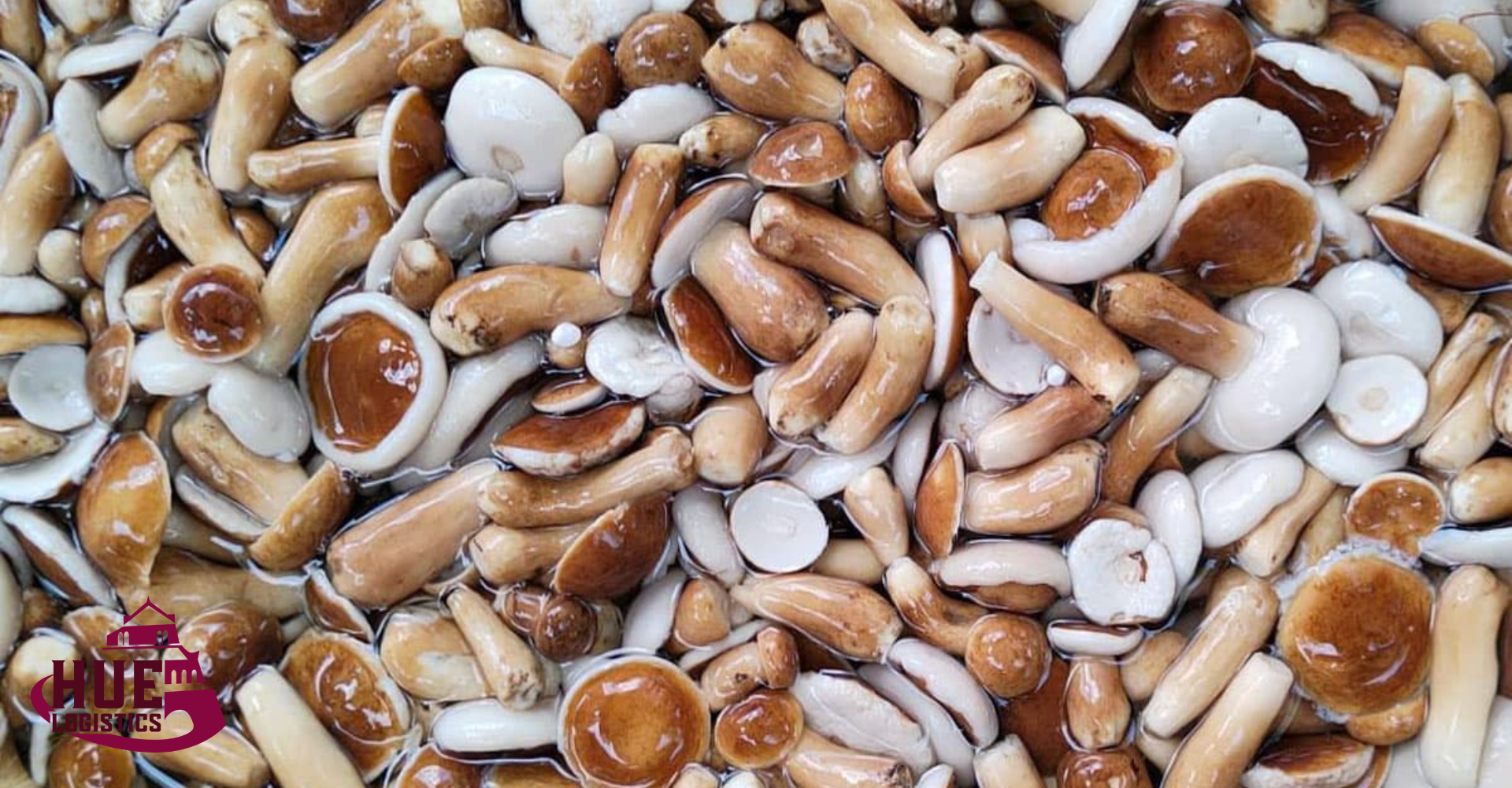 Gửi Nấm Tràm Khô Từ Huế Đi Sài Gòn Gửi Nấm Tràm Khô Từ Huế Đi Sài Gòn