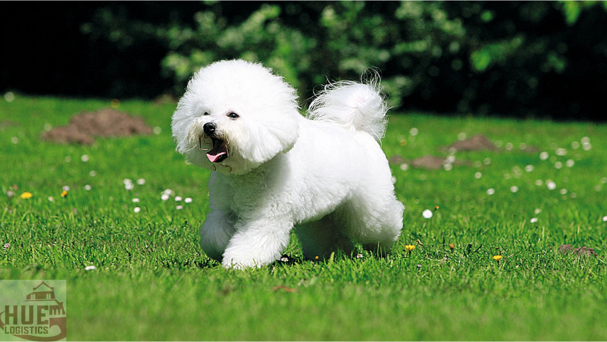 Chó Bichon Frise Chó Bichon Frise