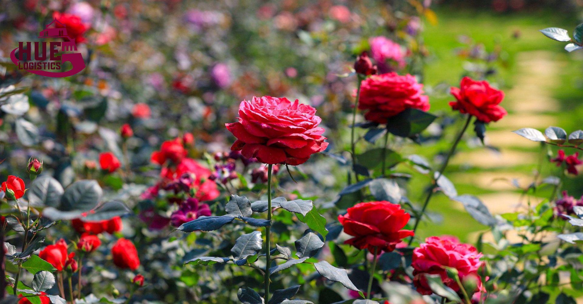 Vận Chuyển Hoa Tươi Từ Đà Lạt Đến Huế