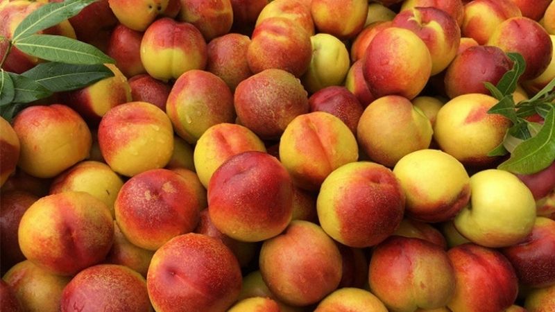 Dịch Vụ Vận Chuyển Đào Sapa Toàn Quốc: An Toàn, Giữ Trọn Độ Tươi Giòn