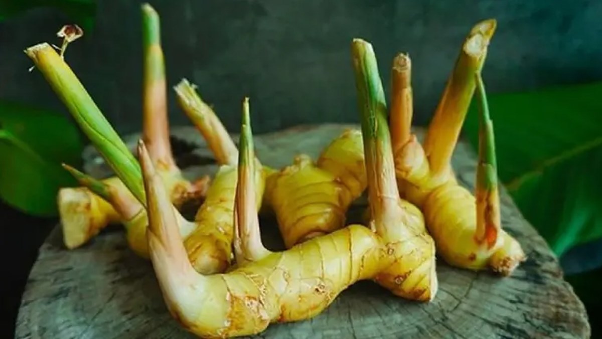 Dịch Vụ Vận Chuyển Củ Riềng Từ Huế Ra Nghệ An: Nhanh Chóng, Giá Rẻ