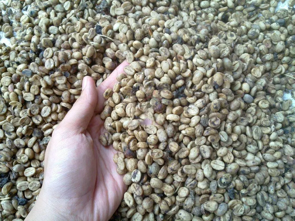 Các phương thức vận chuyển cà phê chồn Các phương thức vận chuyển cà phê chồn