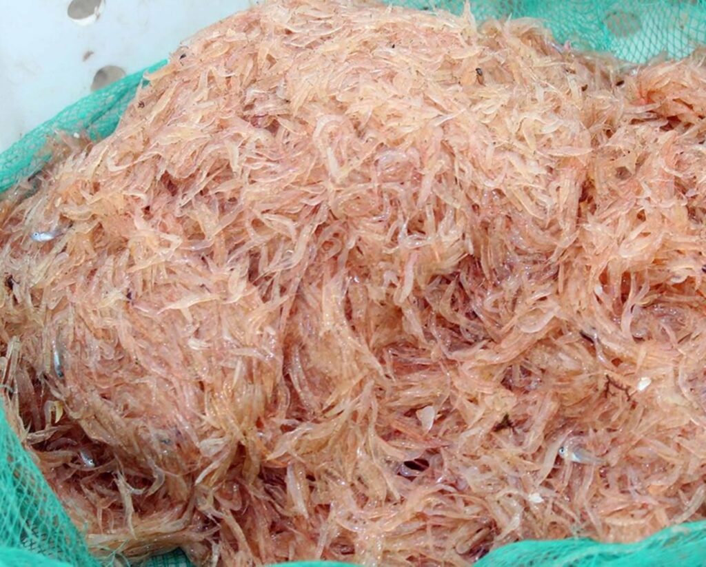 Vận chuyển ruốc khô từ Huế đi Hải Phòng nhanh chóng – an toàn – giá tốt