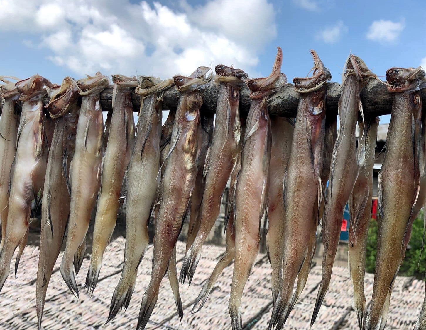 Vận chuyển khô cá khoai từ Huế vào Cần Thơ nhanh chóng – an toàn – giá tốt Vận chuyển khô cá khoai từ Huế vào Cần Thơ nhanh chóng – an toàn – giá tốt