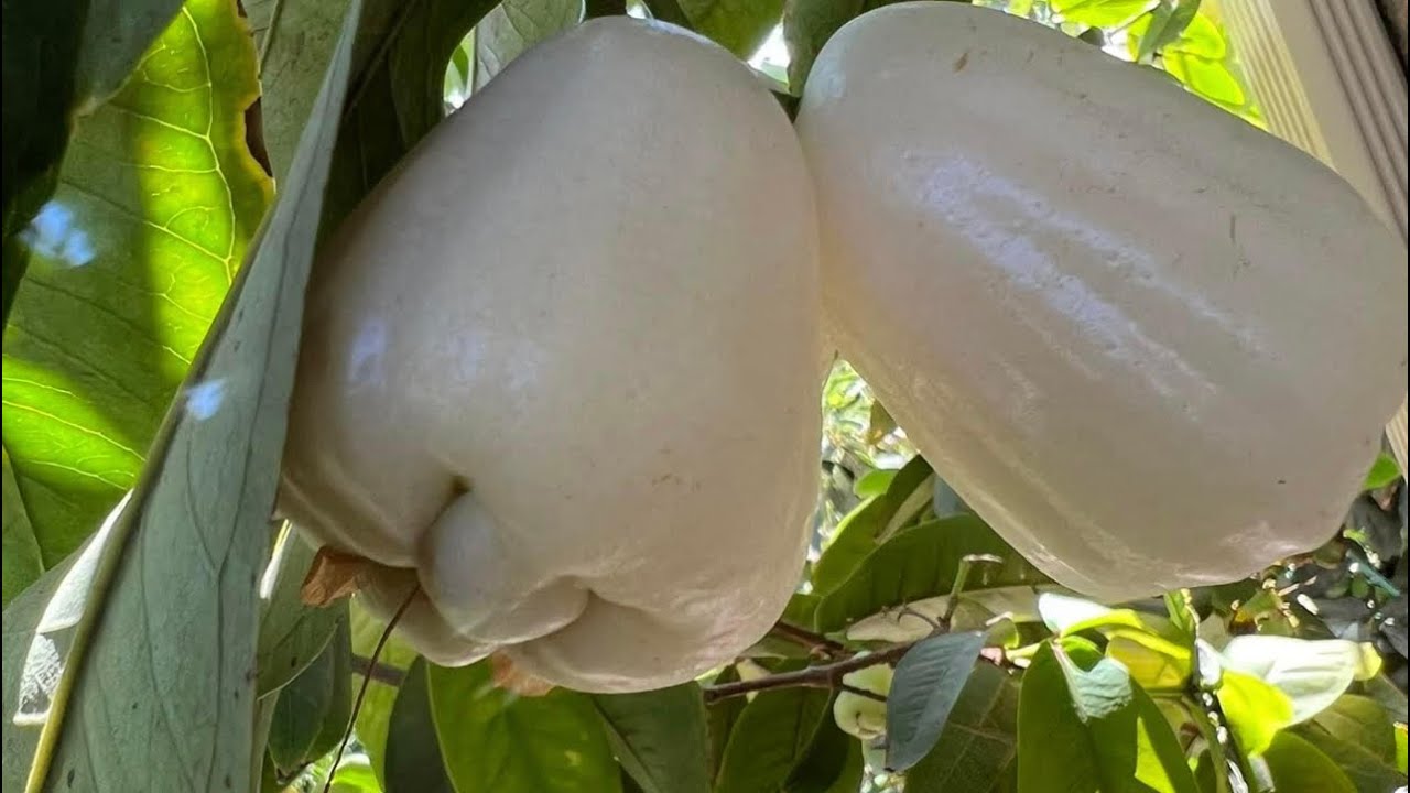 Vận Chuyển Mận Sữa Từ Huế Vào Nha Trang Nhanh Chóng