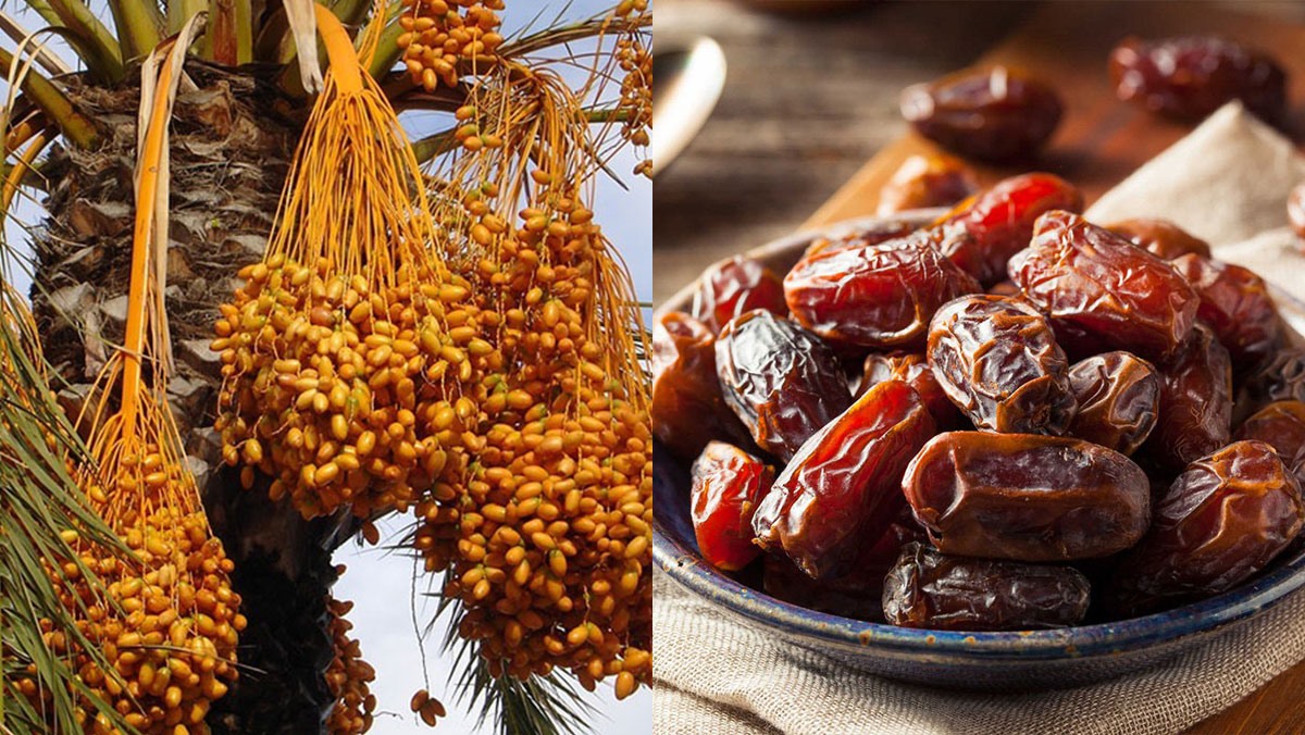 Vận chuyển chà là sấy khô từ Phong Điền qua Thái Lan nhanh chóng