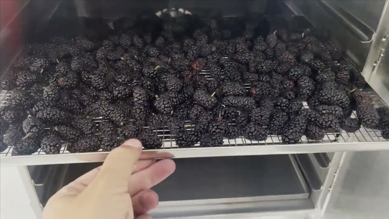 Vận Chuyển Dâu Tằm Sấy Từ Huế Đi Missouri Uy Tín