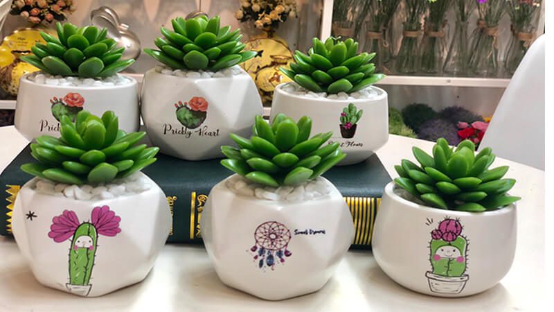 Gửi Sen Đá Từ Đà Lạt Đi Huế – Đóng Gói Thế Nào Để Cây Không Bị Dập?