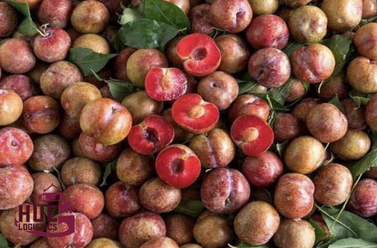Vận Chuyển Mận Hà Nội Vào Huế - Cách Đóng Gói Để Không Bị Dập