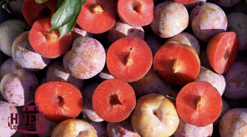 Vận Chuyển Mận Hà Nội Vào Huế - Cách Đóng Gói Để Không Bị Dập