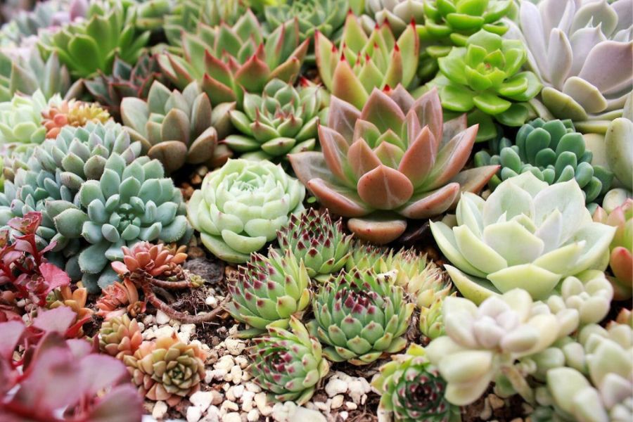 Gửi Sen Đá Từ Đà Lạt Đi Huế – Đóng Gói Thế Nào Để Cây Không Bị Dập?